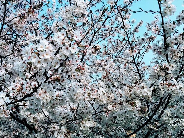 桜66　精神の美　cherryblossoms 桜,サクラ,さくらの写真素材