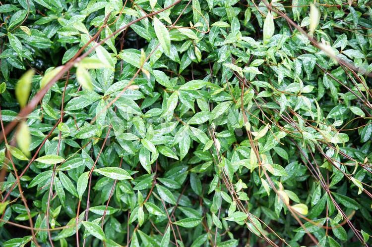雨上がりの緑の葉 葉,葉っぱ,植物の写真素材