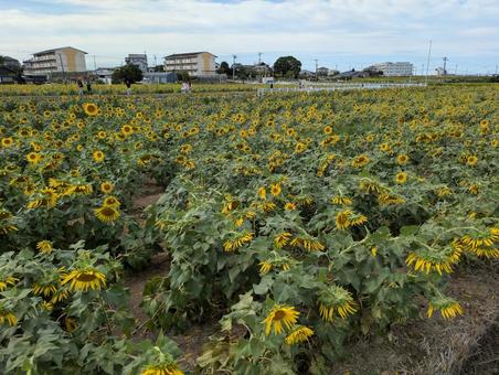 ひまわり畑 ひまわり畑,安城市,愛知県の写真素材