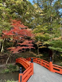 紅葉 紅葉,秋,橋の写真素材