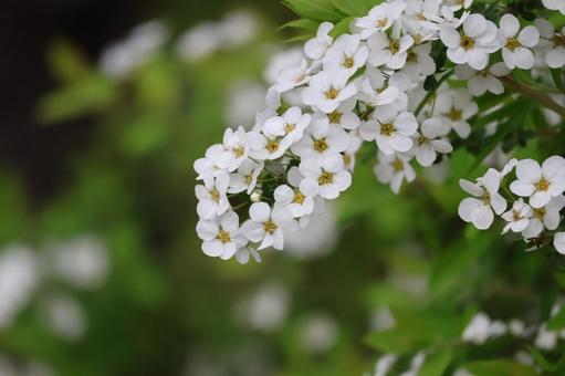 A close-up of the white petals of a snow willow flower blooming at the end of a branch, JPG A close-up of the white petals of a snow willow flower blooming at the end of a branch, JPG