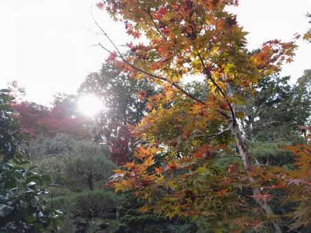 輝いて 輝いて 太陽,空,紅葉の写真素材