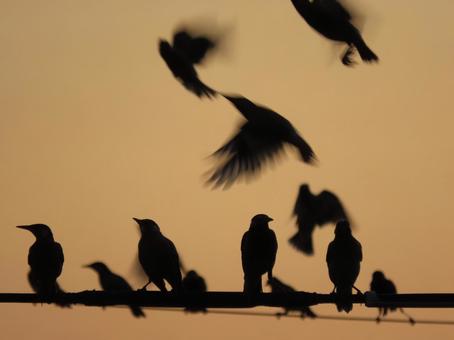 Photo, evening, bird, silhouette, 