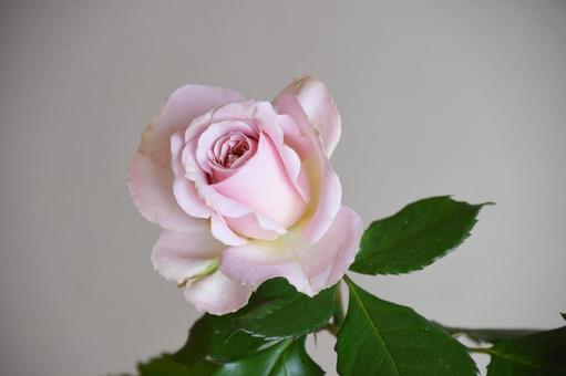 ピンクのばら ピンク,ばら,薔薇の写真素材