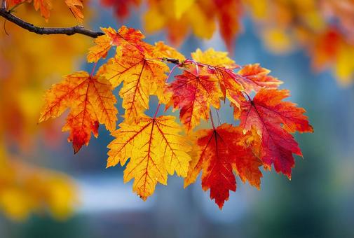 秋の始まり:カエデの葉のクローズアップ 秋の始まり:カエデの葉のクローズアップの写真