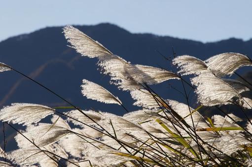 風に揺れるススキの穂 ススキ,穂,秋の写真素材