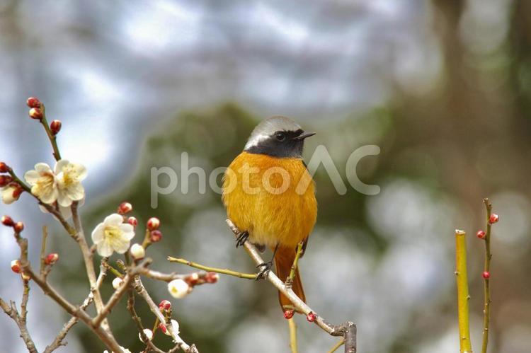 ジョウビタキと梅の花 ジョウビタキ,梅,梅の花の写真素材