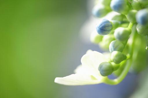 紫陽花 紫陽花の写真