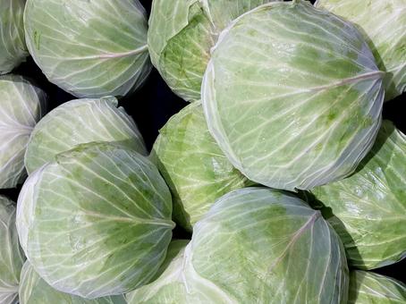 野菜・キャベツ 野菜・キャベツ キャベツ,収穫,栽培の写真素材