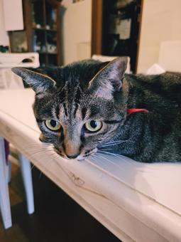 猫 のぞく 猫 のぞくの写真