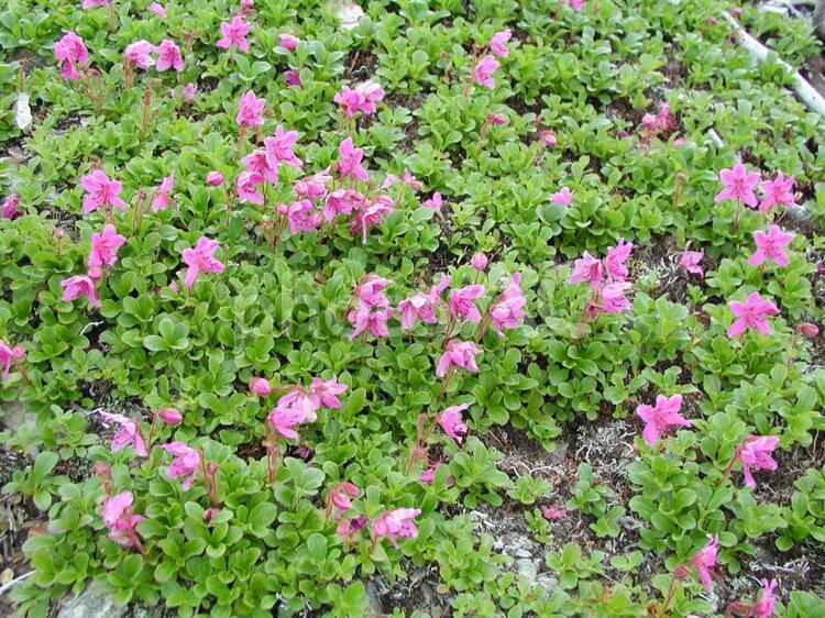 石狩連峰に咲くエゾツツジ トレッキング,北海道,大雪山の写真素材