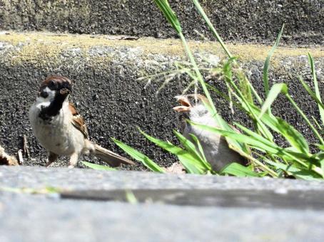 餌をねだるスズメの幼鳥 餌をねだるスズメの幼鳥の写真