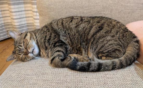 寝ている猫 寝ている猫 猫,寝ている,睡眠の写真素材