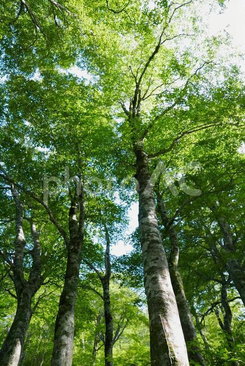 釈迦新道のブナの森 白山,釈迦新道,ブナの写真素材
