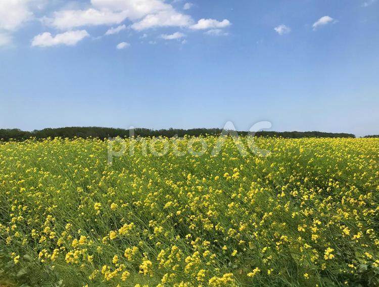 春、北海道の菜の花畑 北海道,菜の花,春の写真素材