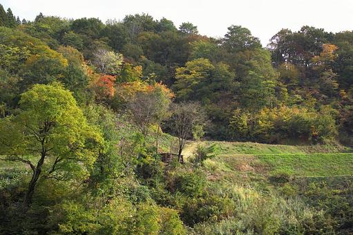 25年　山古志種苧原紅葉 山,きれい,木の写真素材