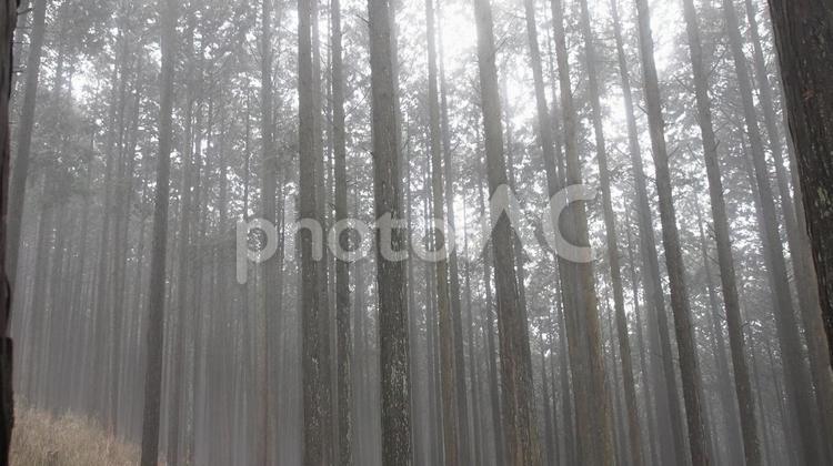 早朝のヒノキ林 山,樹木,林の写真素材