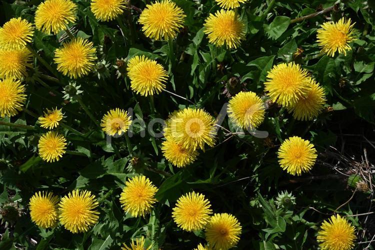 家の畑で撮ったセイヨウタンポポ 野草,黄色い花,春の写真素材