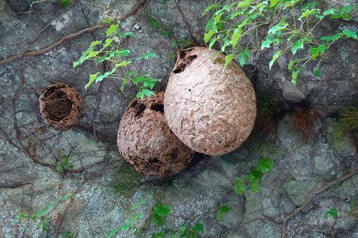 スズメ蜂の巣 スズメ蜂の巣 スズメ蜂の巣,スズメ蜂,蜂の写真素材