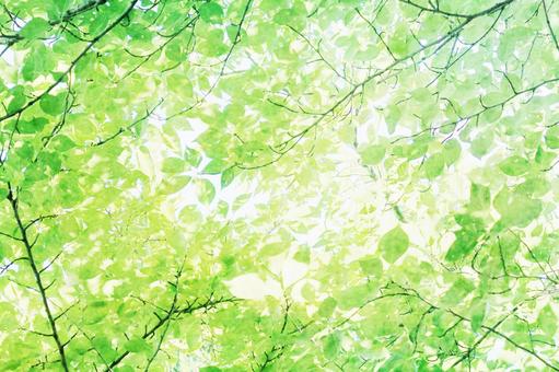 A dazzling green background with sunlight filtering through the fresh green leaves 3, JPG