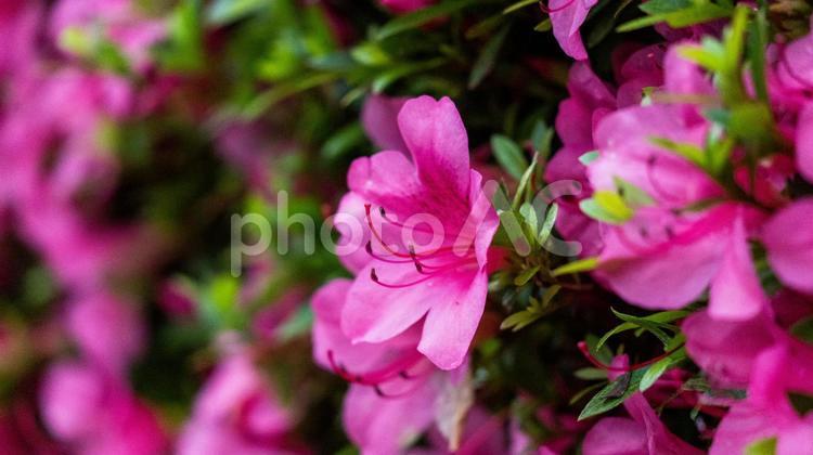 鮮やかに咲く「ツツジ」の群生 ツツジ,葉,花の写真素材