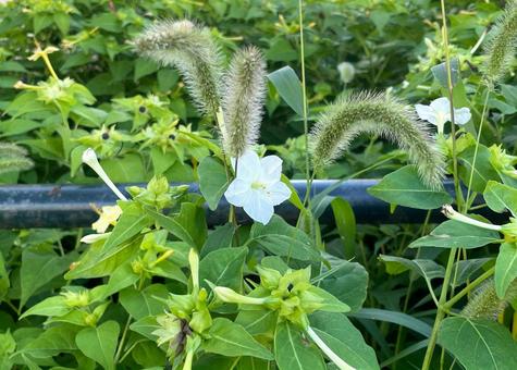 オシロイバナと猫じゃらし_711G 花,オシロイバナ,白の写真素材