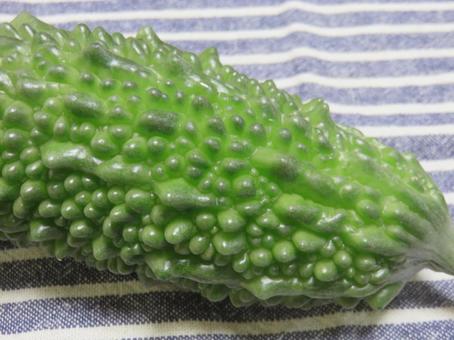ゴーヤ ゴーヤ,苦瓜,夏野菜の写真素材