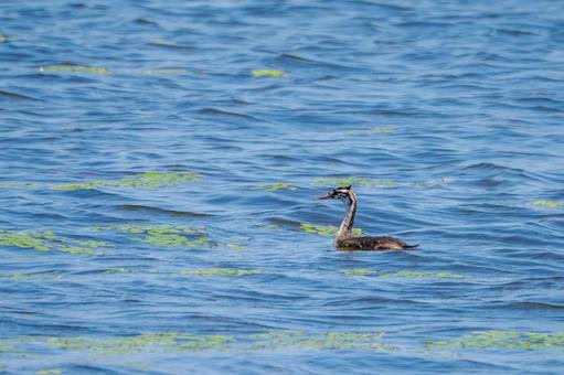 カンムリカイツブリの幼鳥⑹ カンムリカイツブリの幼鳥⑹ 鳥,カンムリカイツブリ,幼鳥の写真素材