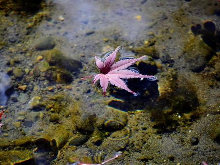 水面に浮かぶモミジの写真