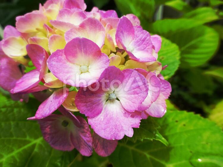 ピンクの紫陽花(あじさい) ピンク,ぴんく,紫陽花の写真素材