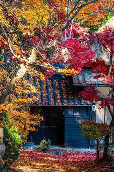 佐々木家住宅の秋景色⒆ 晩秋,紅葉,モミジの写真素材