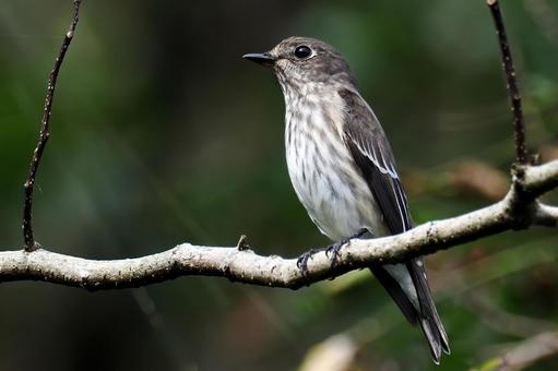 エゾビタキ エゾビタキ,鶲,小鳥の写真素材