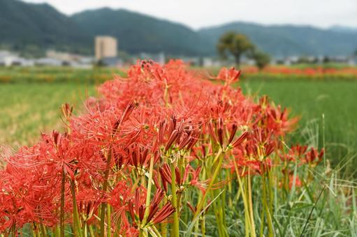 穴太の彼岸花 秋,曼殊沙華,彼岸の写真素材