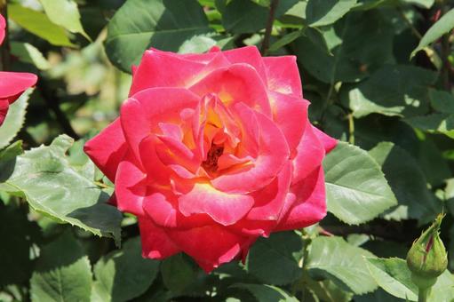 バラ・薔薇 マクロ バラ・薔薇 マクロの写真