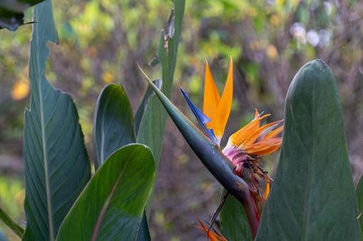 極楽鳥花の花の写真