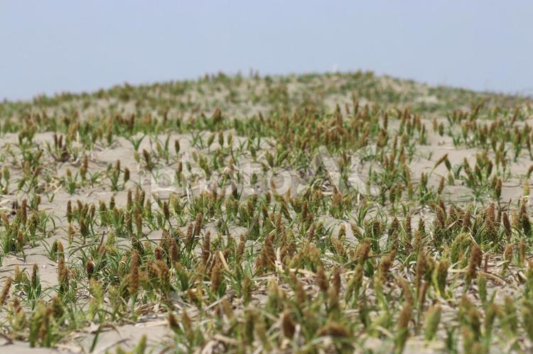 砂浜に生えているコウボウムギ 砂浜,植物,コウボウムギの写真素材