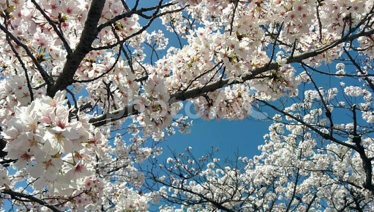 桜1　精神の美　cherry blossoms 桜,サクラ,さくらの写真素材