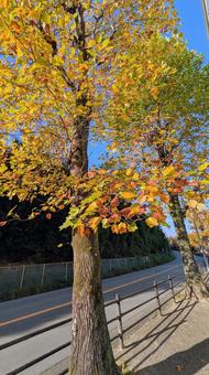 秋色に染まるプラタナス　青空と街路樹 プラタナス,紅葉,街路樹の写真素材
