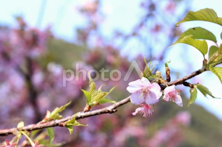 3月から4月の春の花（枝についた桜の花） 桜,花,綺麗の写真素材