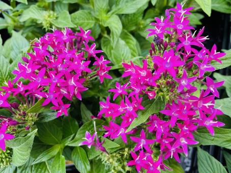 Pentas, JPG Pentas, JPG
