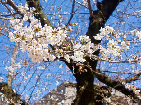 桜 桜の写真