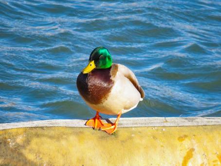 水辺に佇むマガモのオス マガモ,野鳥,動物の写真素材