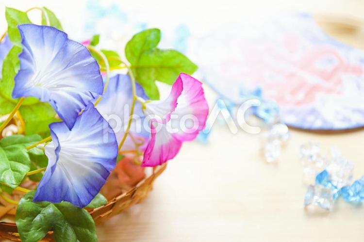 朝顔とうちわ　夏イメージ 朝顔,花,アサガオの写真素材