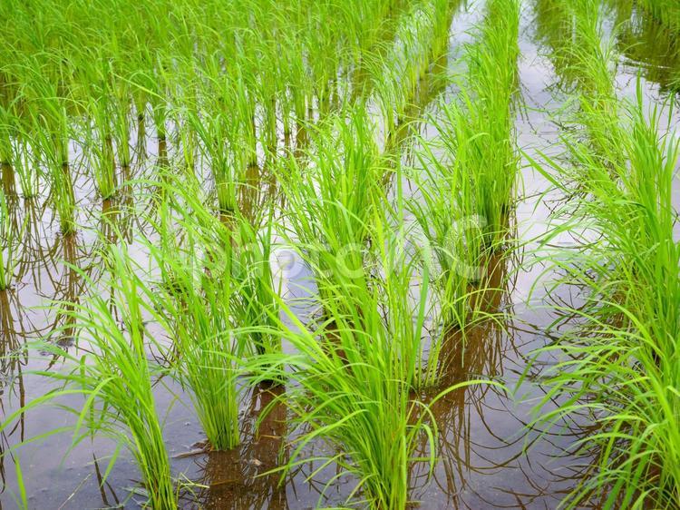 田植えした稲03 稲,田植え,イネの写真素材