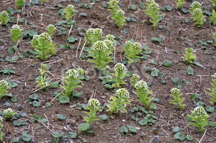 ふきのとう ふきのとう,蕗の薹,フキノトウの写真素材