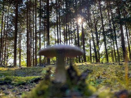 森の奥に潜むきのこの世界 森の奥に潜むきのこの世界 きのこ,森,木々の写真素材