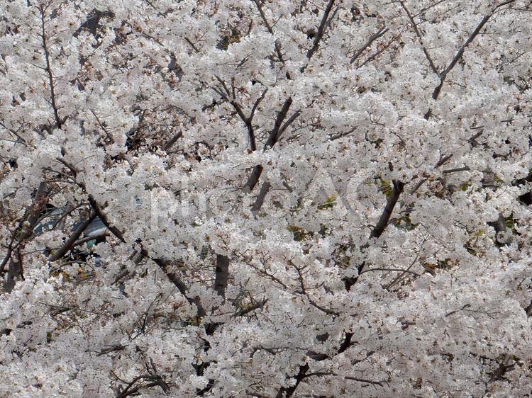 【桜の写真】桜が咲く風景 桜,さくら,サクラの写真素材