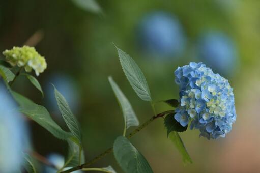 紫陽花 Part4 紫陽花 Part4の写真