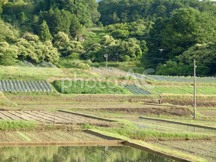 初夏の田園風景 田んぼ,田,畑の写真素材