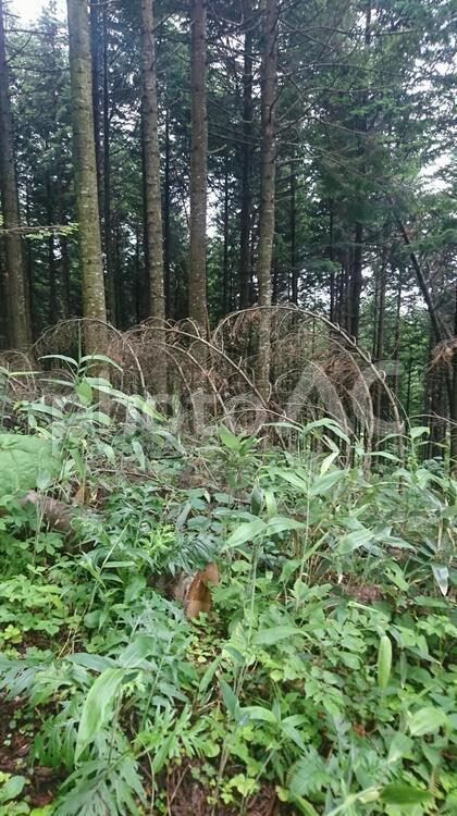 風のせい？1 枯れ草,木,自然の写真素材
